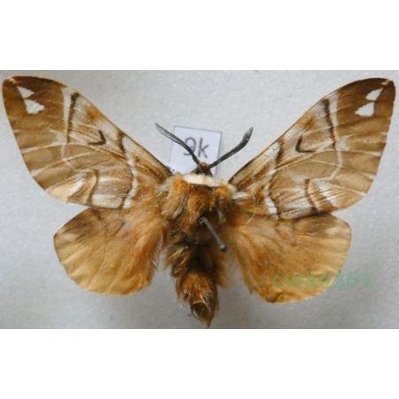 Endromis versicolora (Linnaeus, 1758) male Nasierszyca brzozówka, nasierszyca różnobarwna Czech9k